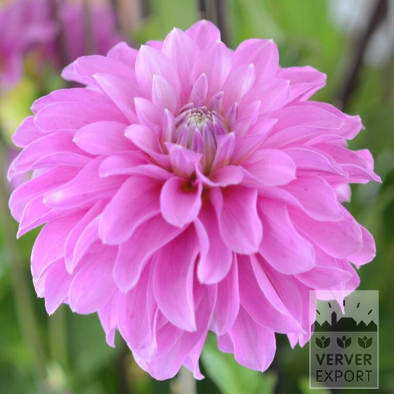 Dahlia 'Pink Coat' (22320)