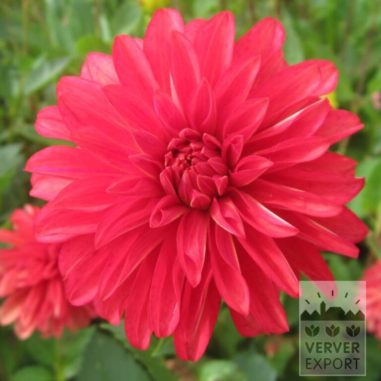 Dahlia 'Red Coat' (22321)