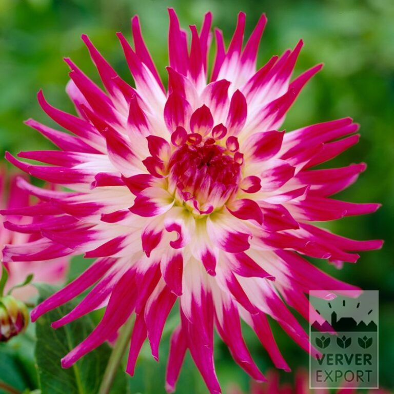 Dahlia 'Dutch Explosion' (22324)