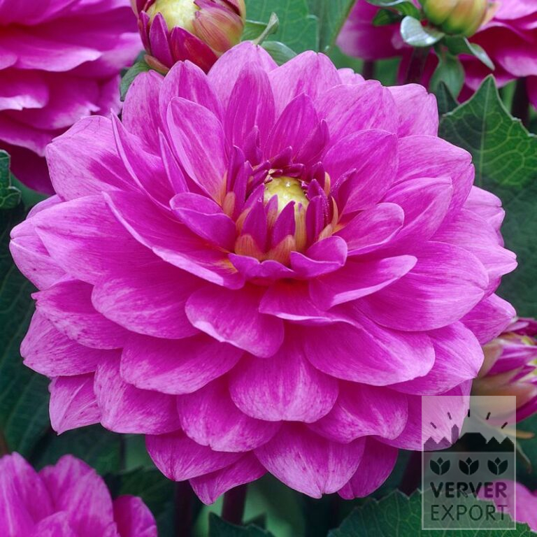 Dahlia 'Karma Lagoon' (22328)