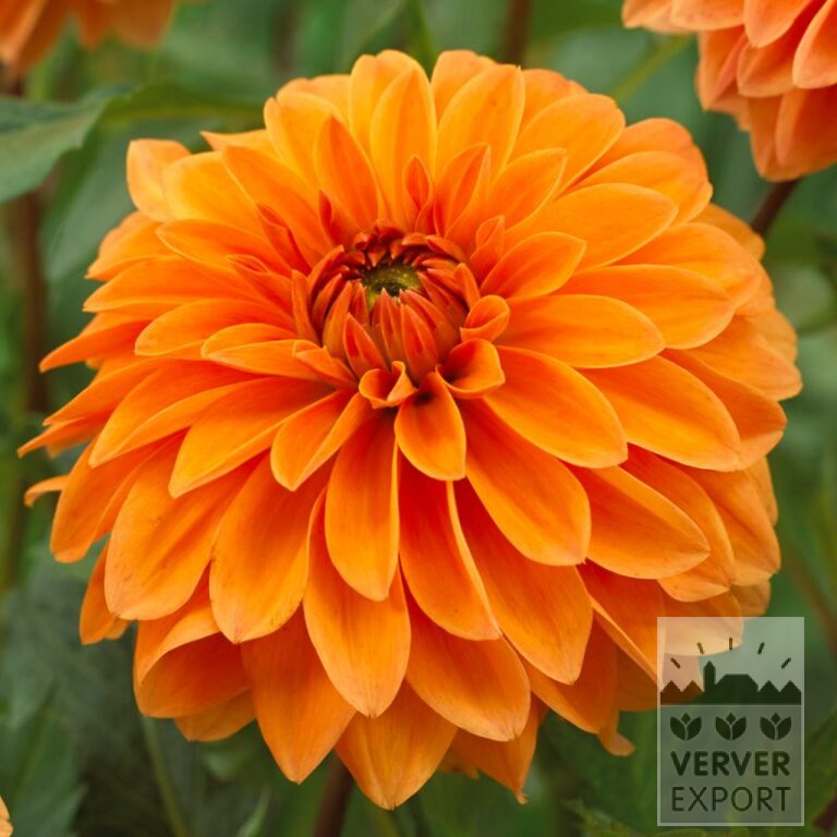 Dahlia 'Summer Flame' (22330)