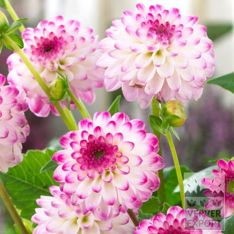 Dahlia 'Pink Isa' (22332)