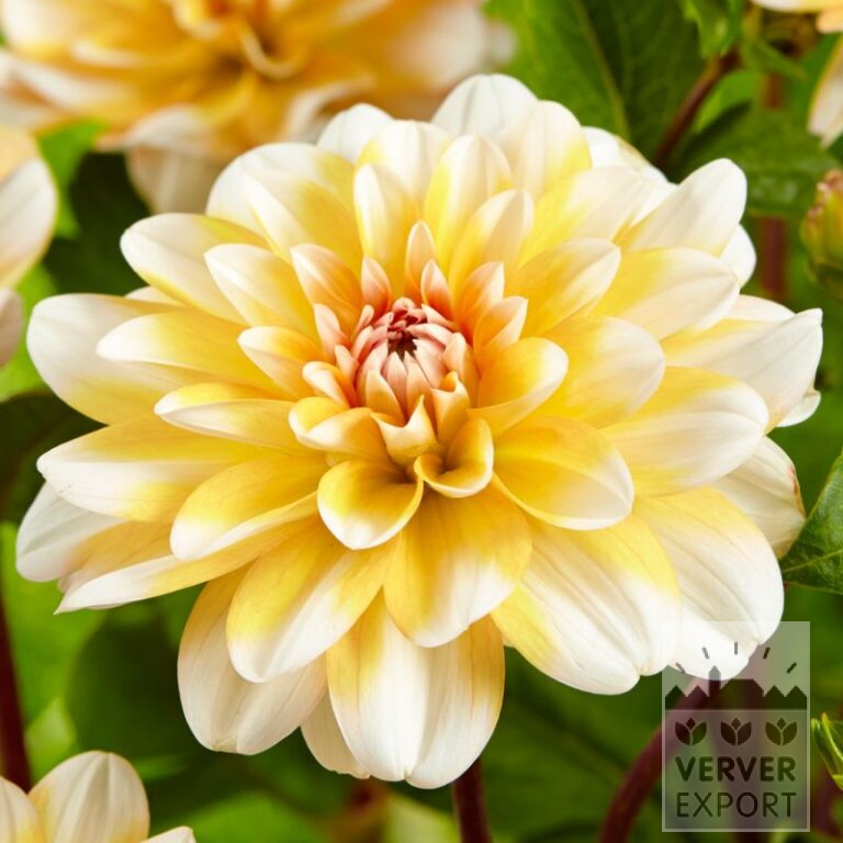 Dahlia 'Orange Perception' (22333)