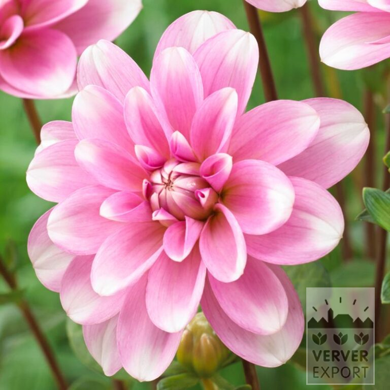 Dahlia 'Pink Perception' (22334)