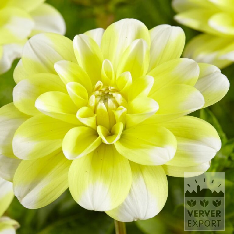 Dahlia 'Yellow Perception' (22335)