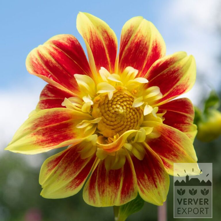 Dahlia Bio 'Charlie' (22336)