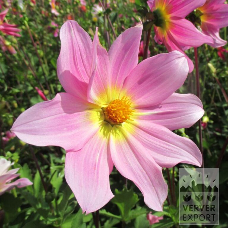 Dahlia Bio 'Delta' (22337)