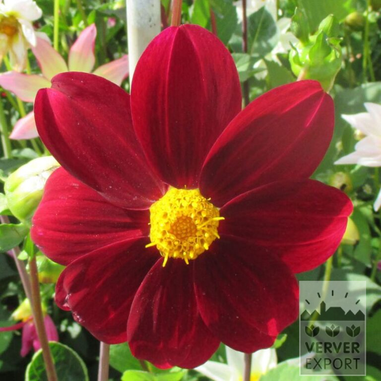 Dahlia Bio 'Foxtrot' (22339)