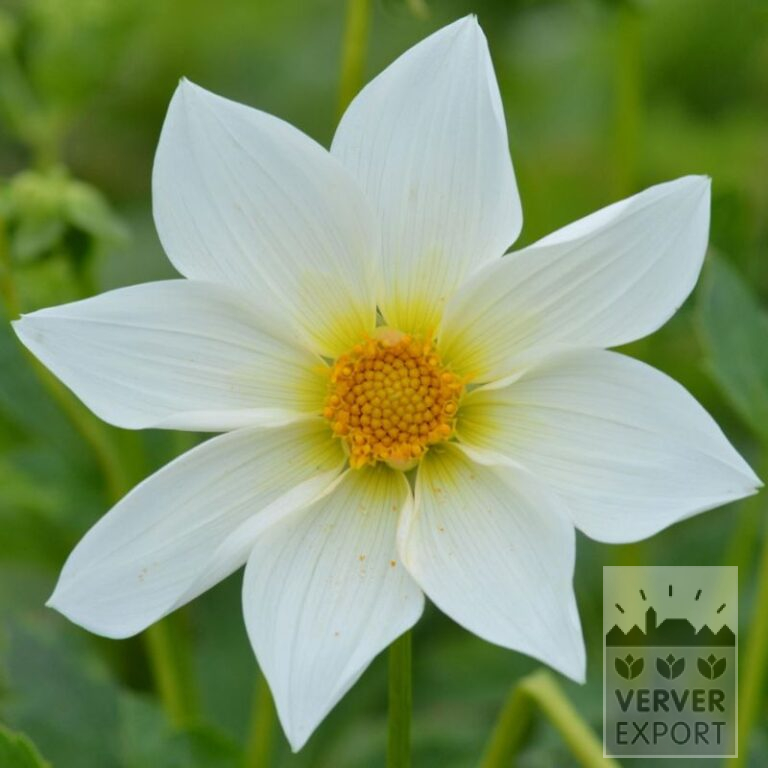Dahlia Bio 'Justice' (22343)