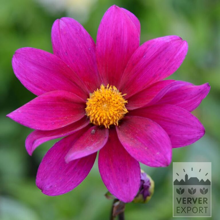 Dahlia Bio 'November' (22344)
