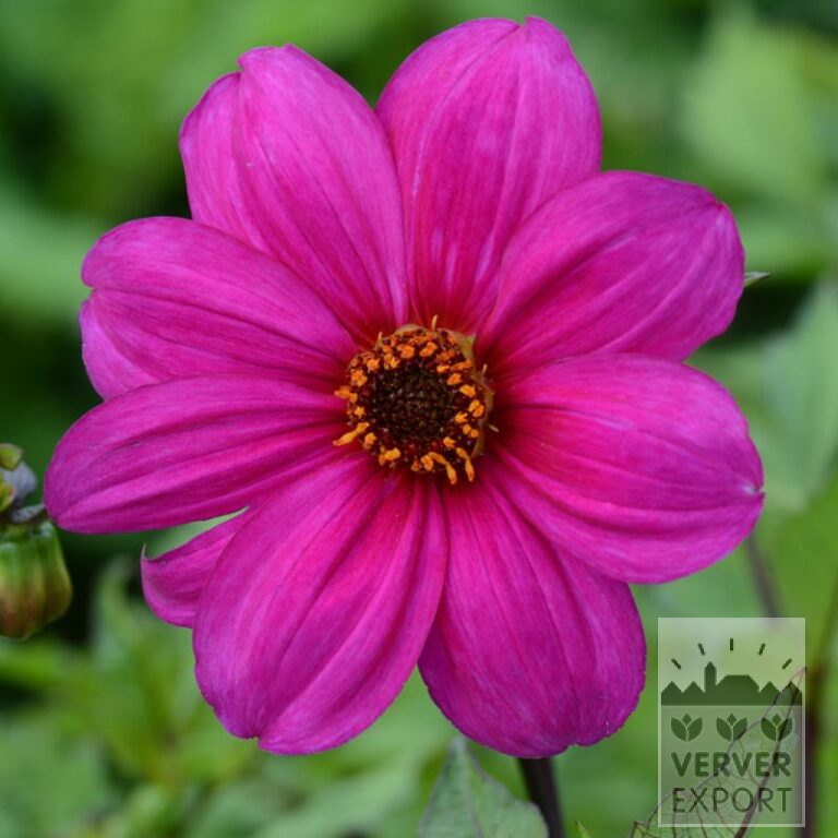 Dahlia Bio 'Yankee' (22346)