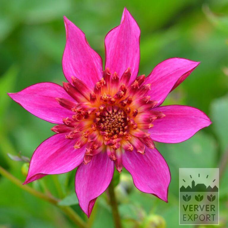 Dahlia 'Pink Starfish' (22352)