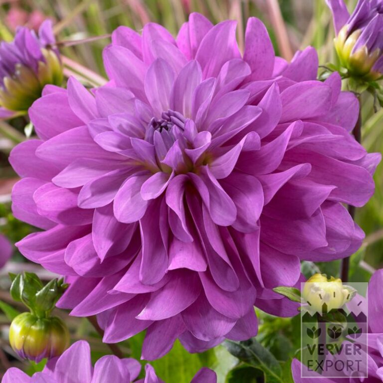 Dahlia 'Bluetiful' (22356)