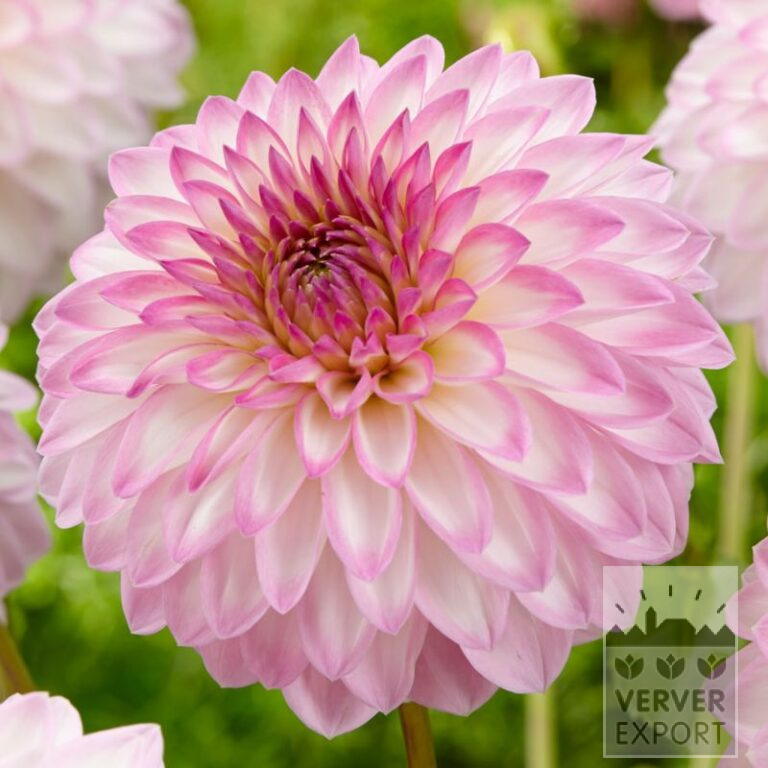 Dahlia 'Arbatax' (22362)