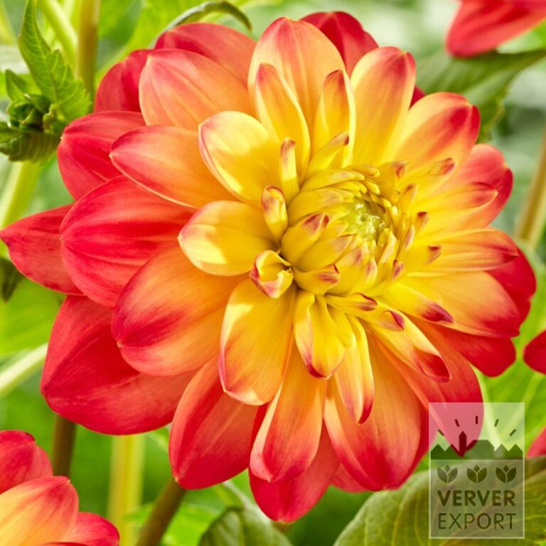 Dahlia 'Princess Erika' (22365)
