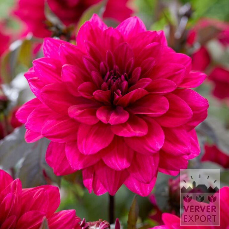Dahlia 'Marcel Dassault' (22366)