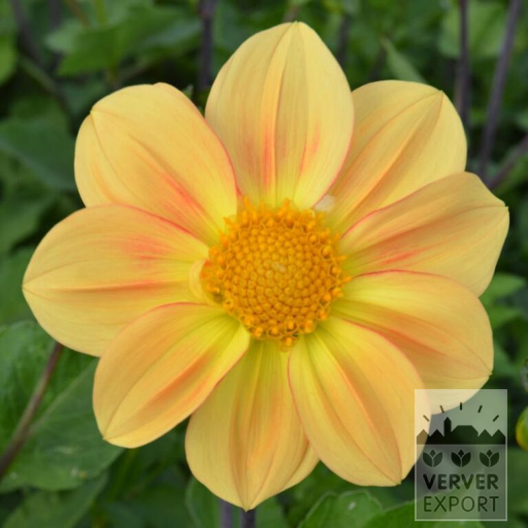 Dahlia Bio 'Claudius' (22367)