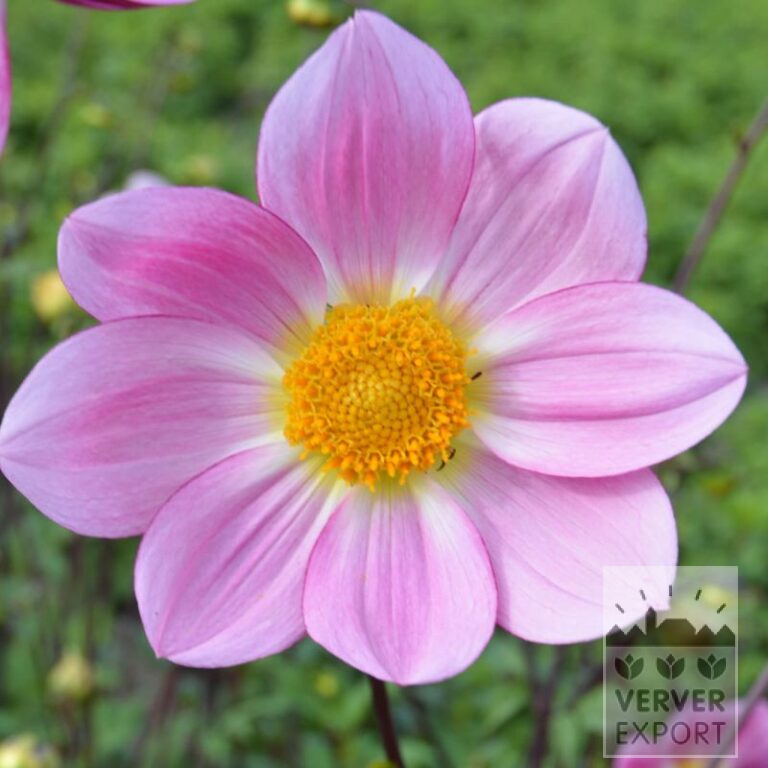 Dahlia Bio 'Helena' (22369)