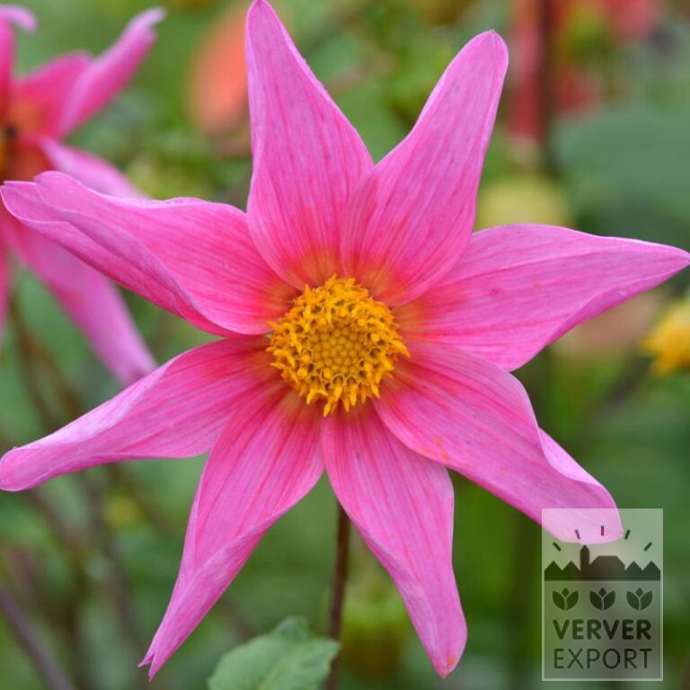Dahlia Bio 'Mama' (22370)