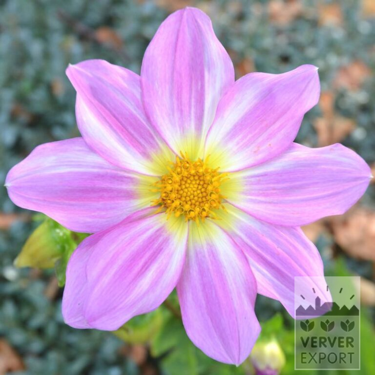 Dahlia Bio 'Oscar' (22371)