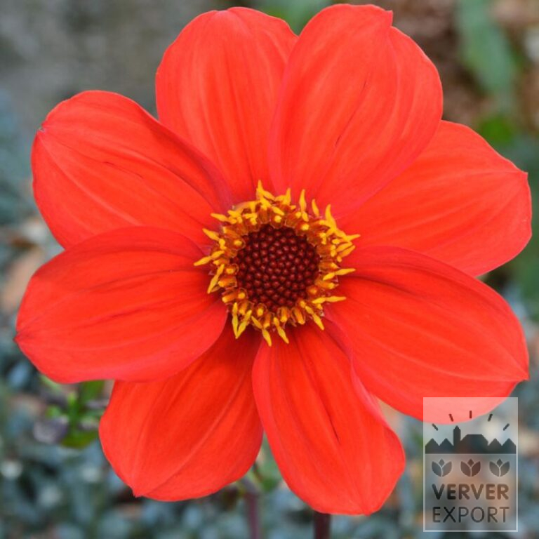 Dahlia Bio 'Papa' (22372)