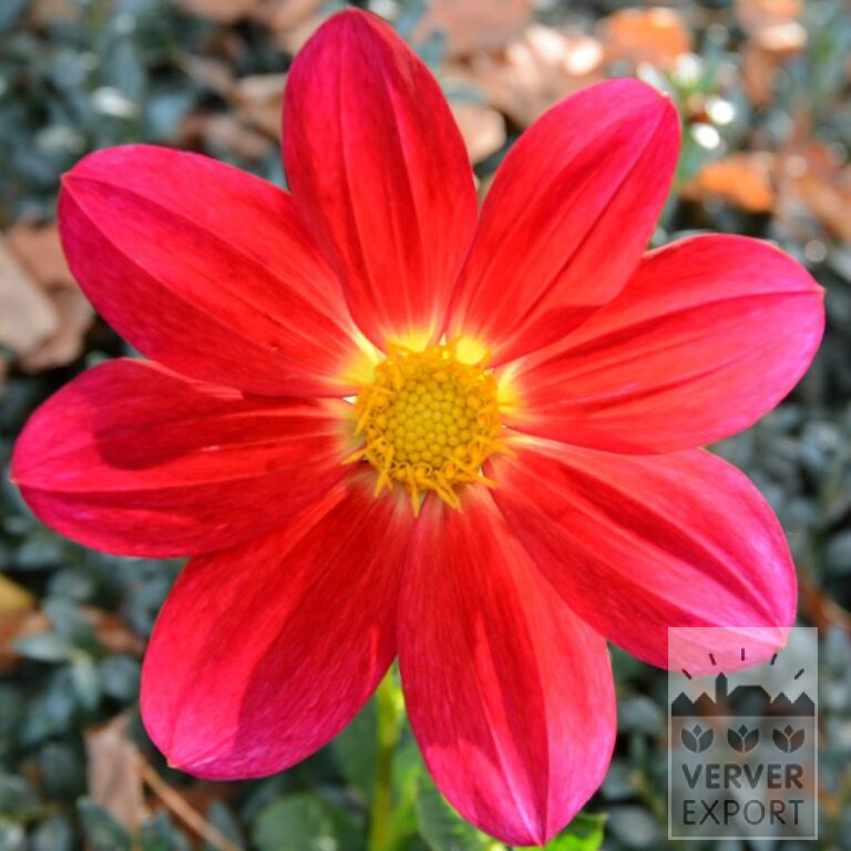 Dahlia Bio 'Tango' (22374)