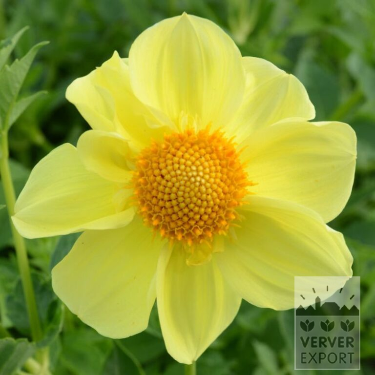Dahlia Bio 'The Cheezer' (22375)