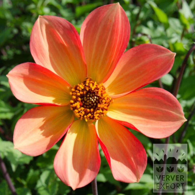 Dahlia Bio 'Unify' (22376)