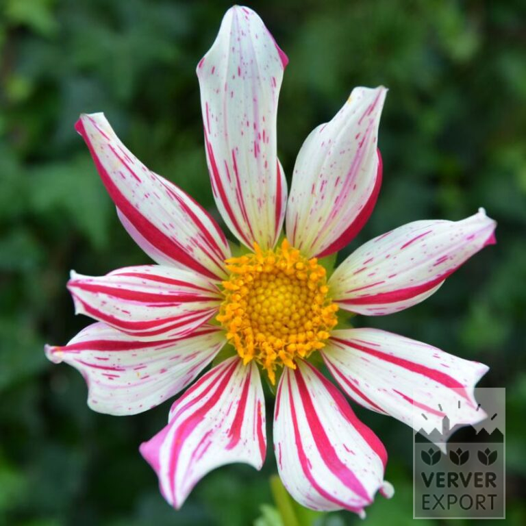 Dahlia 'Astra' (22377)