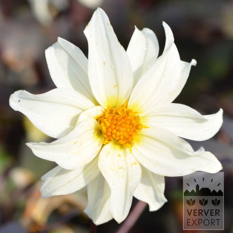 Dahlia 'Little Swan' (22378)