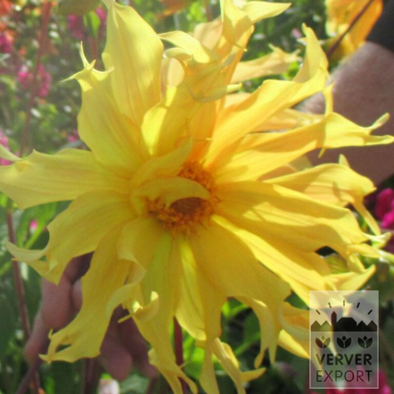 Dahlia 'Orange Web' (22379)
