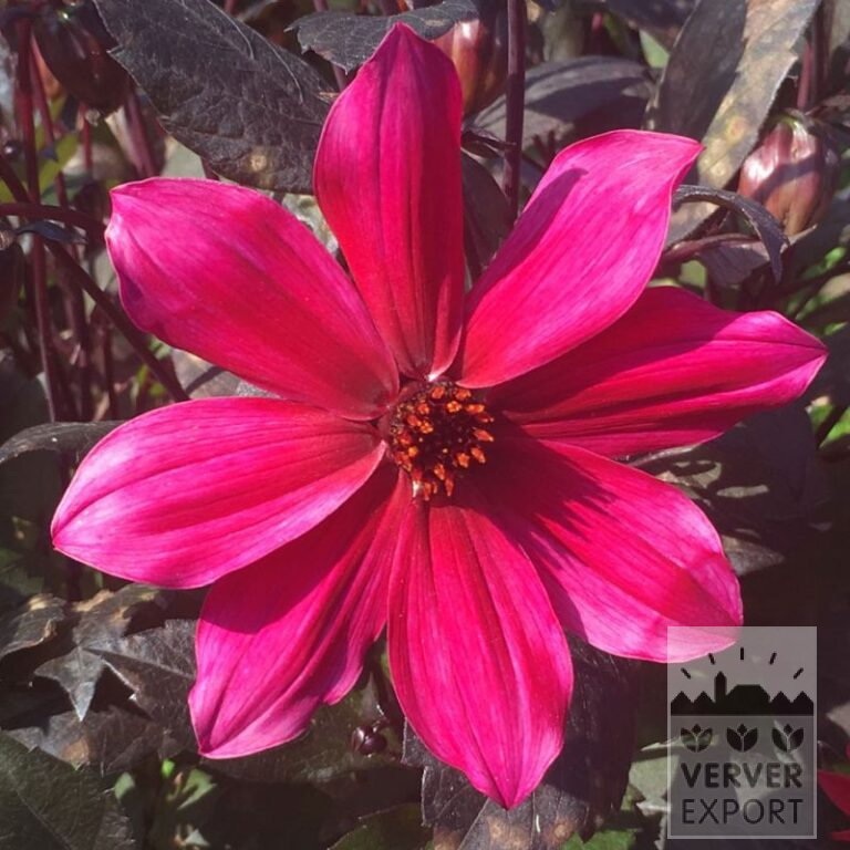 Dahlia 'Pride One' (22380)