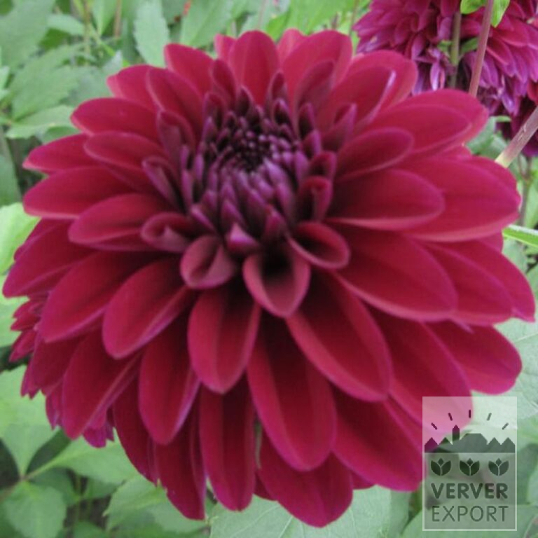 Dahlia 'Purple Coat' (22384)