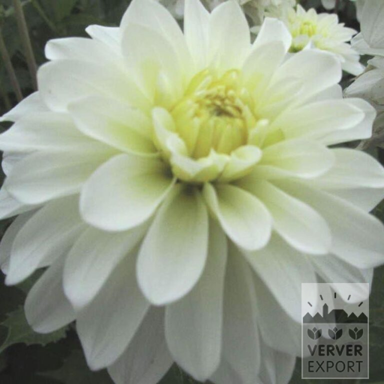 Dahlia 'White Coat' (22385)