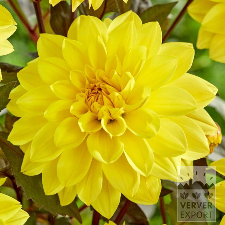 Dahlia 'Meteorite' (22388)