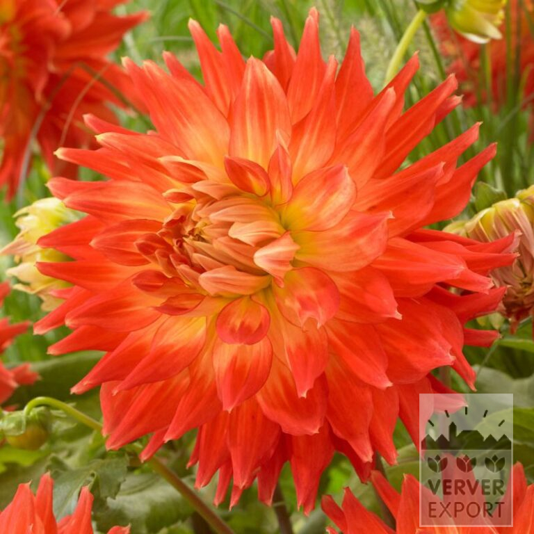 Dahlia 'Fired Up' (22389)