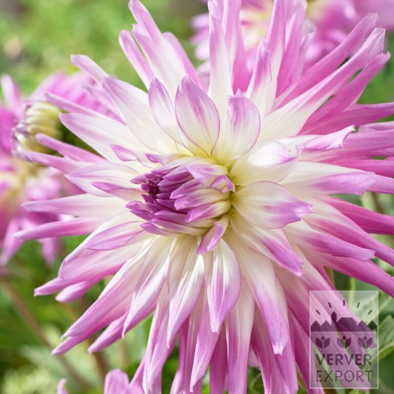 Dahlia 'Mingus Randy' (22390)
