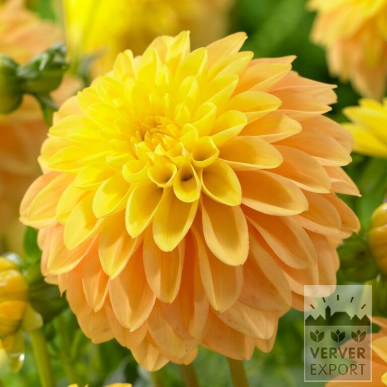Dahlia 'Bocherell' (22391)