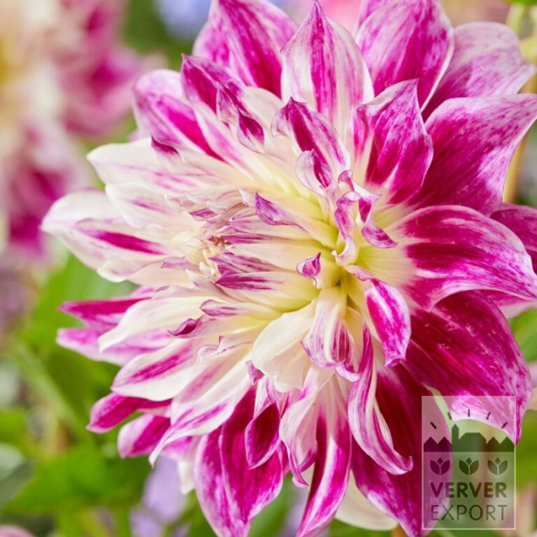 Dahlia 'Bristol Stripe' (22392)