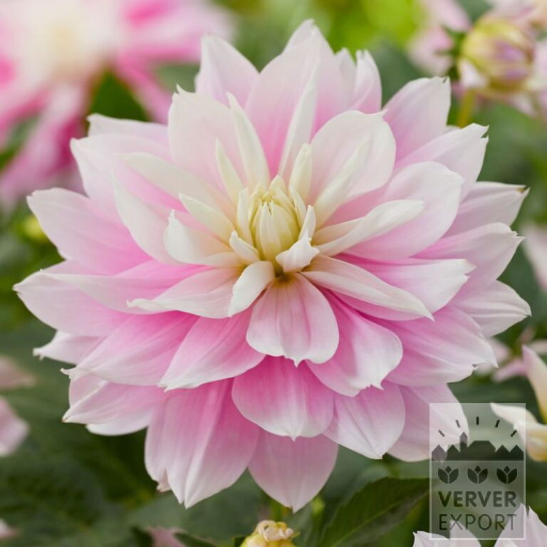 Dahlia 'Evanah' (22394)