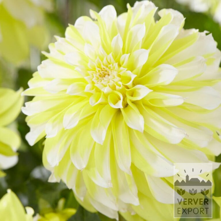 Dahlia 'Hollyhill Lemon Ice' (22395)