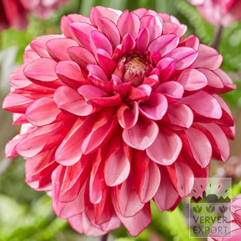 Dahlia 'Melissa' (22396)