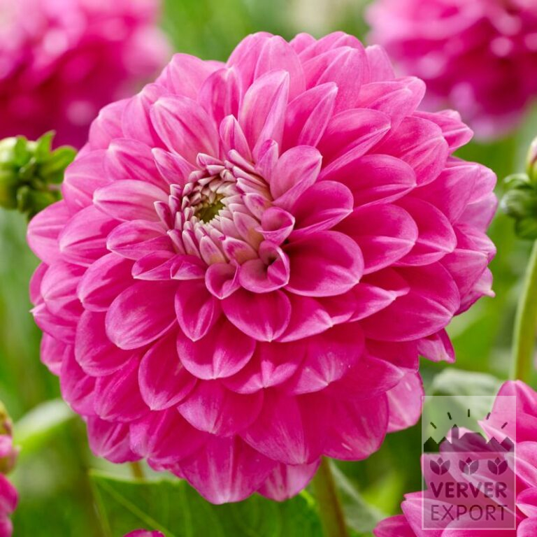 Dahlia 'Meva' (22397)