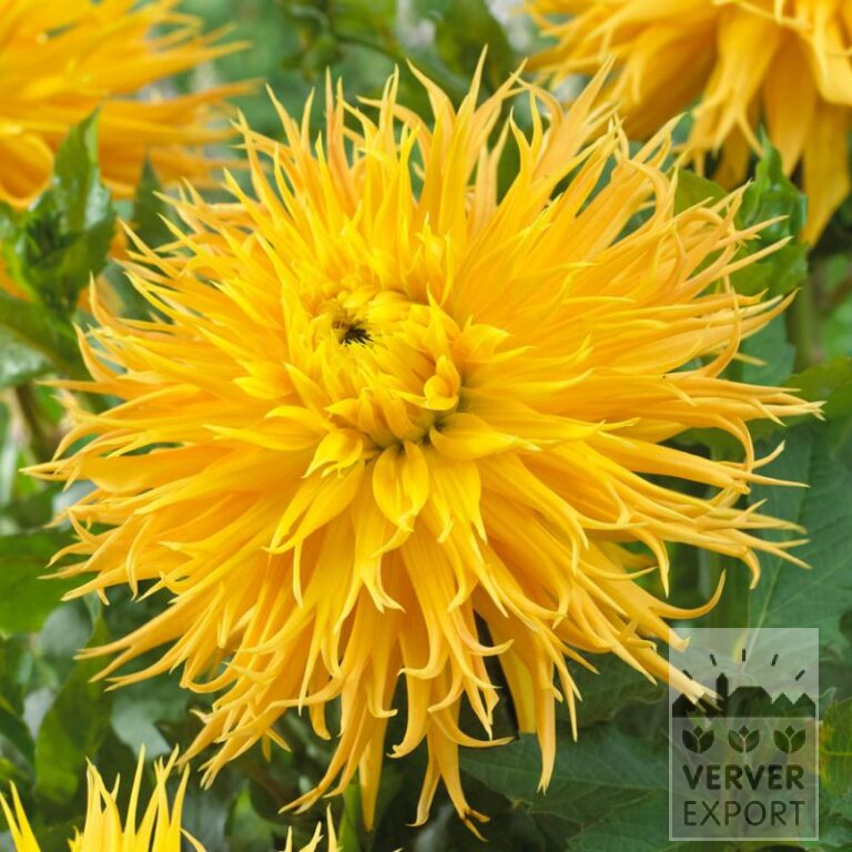 Dahlia 'Encore' (22399)