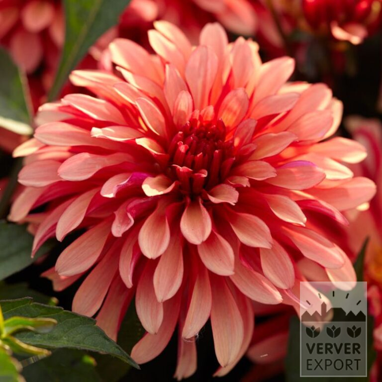 Dahlia 'Art Deco' (22402)