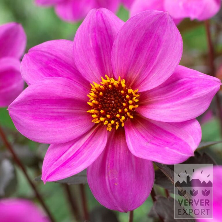 Dahlia 'Juliet' (22403)