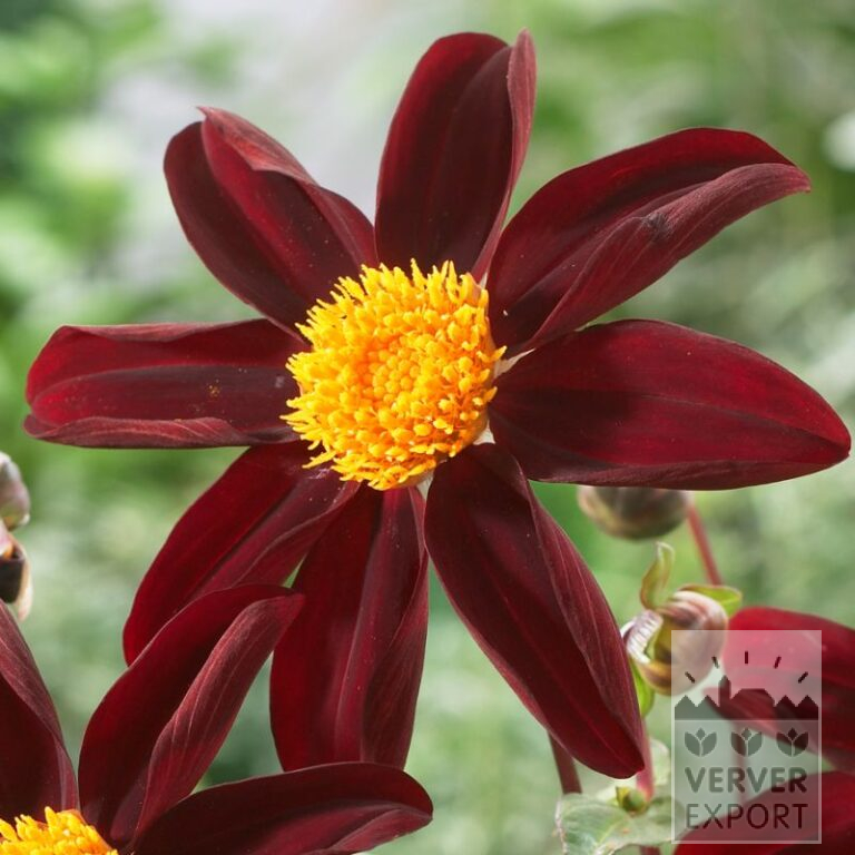 Dahlia Honka 'Dark' (22404)