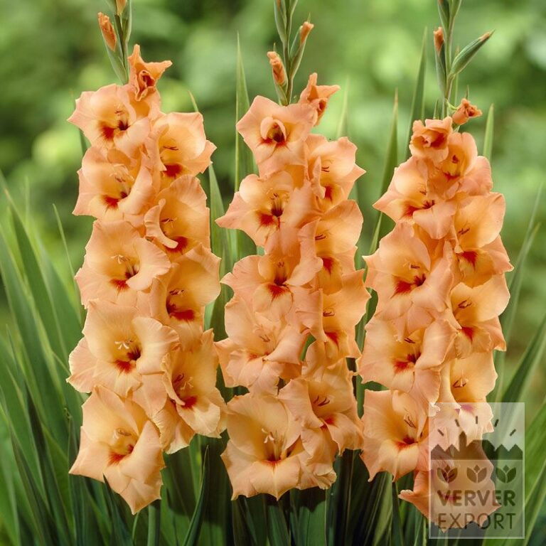 Gladiolen 'Peter Pears' (23010)