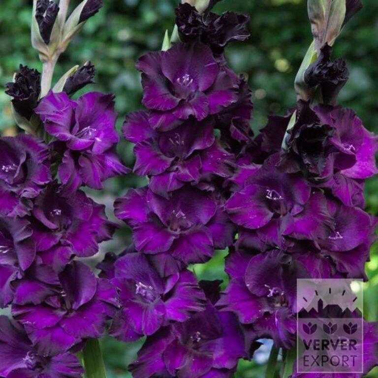 Gladiolen 'Mombasa' (23037)