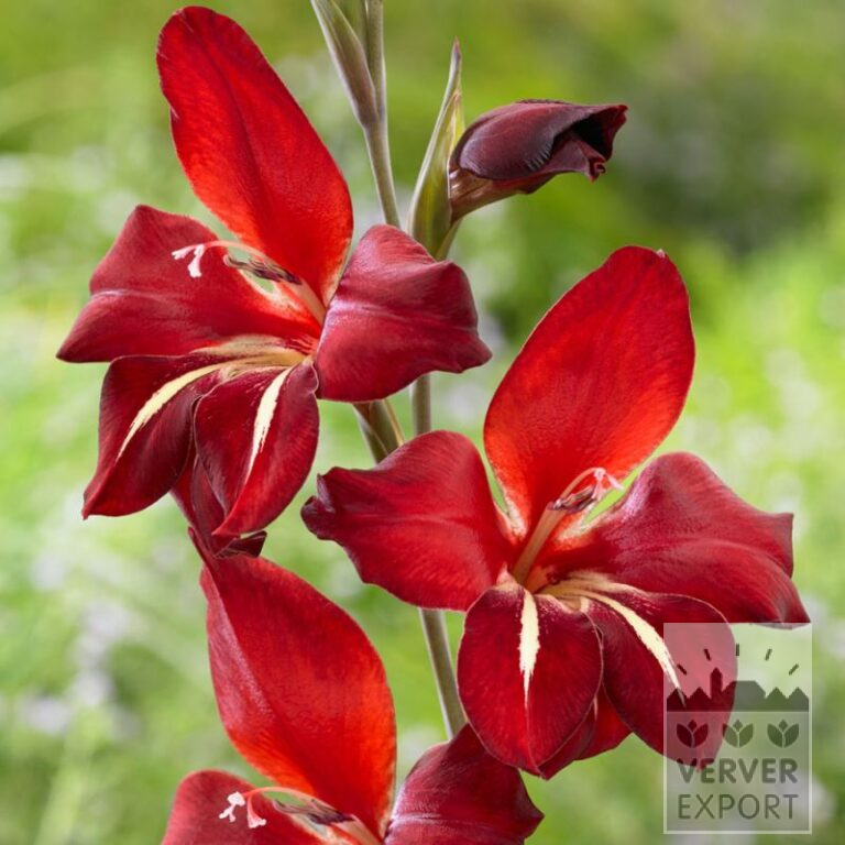 Gladiolen colvillii 'Addi' (23040)